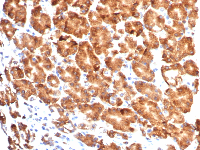 CD57 Antibody (NK1/7565) - Azide and BSA Free