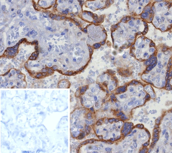 Glypican 3 Antibody (GPC3/8363R) - Azide and BSA Free