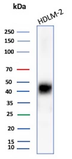 PD-L1 Antibody (PDL1/8222R) - Azide and BSA Free Western Blot: PD-L1 Antibody (PDL1/8222R) - Azide and BSA Free [NBP3-20876] -