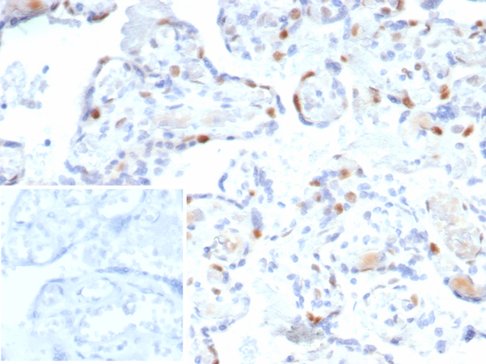 p57 Kip2 Antibody (rKIP2/7238) - Azide and BSA Free