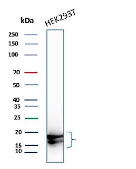 p16INK4a/CDKN2A Antibody (CDKN2A/8223R) - Azide and BSA Free Western Blot: p16INK4a/CDKN2A Antibody (CDKN2A/8223R) - Azide and BSA Free [NBP3-20902] -
