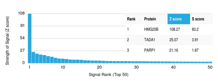 BRAF35 Antibody (PCRP-HMG20B-1B5) - Azide and BSA Free