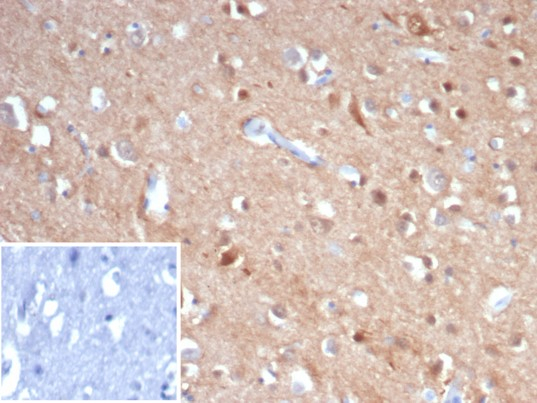 beta-III Tubulin Antibody (rTUBB3/7406) - Azide and BSA Free