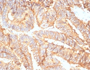 EpCAM/TROP1 Antibody (rEGP40/7133) - Azide and BSA Free
