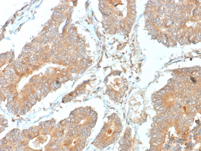 NECAB1 Antibody (NECAB1/7676) - Azide and BSA Free