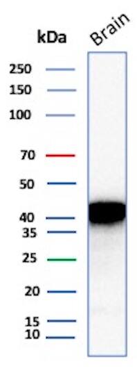 NECAB1 Antibody (NECAB1/7677) - Azide and BSA Free Western Blot: NECAB1 Antibody (NECAB1/7677) - Azide and BSA Free [NBP3-20934] -