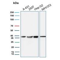 PCNA Antibody (PCNA/8696R) - Azide and BSA Free Western Blot: PCNA Antibody (PCNA/8696R) - Azide and BSA Free [NBP3-20945] -