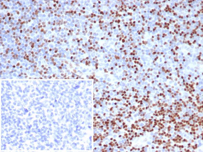 LEF1 Antibody (LEF1/6764) - Azide and BSA Free