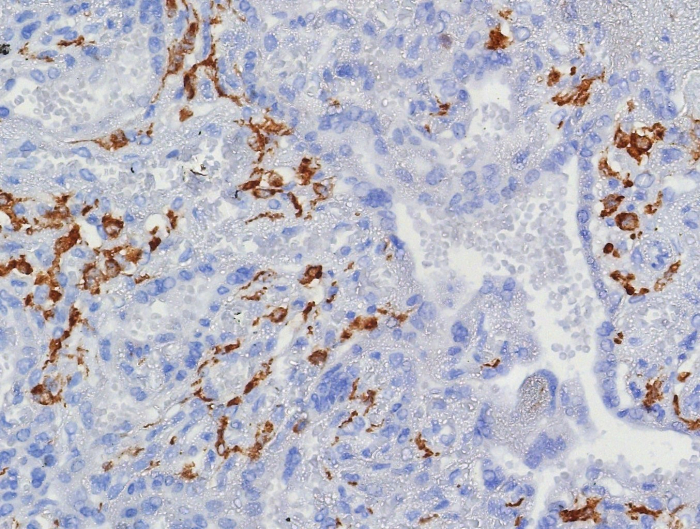 CD163 Antibody (M130/8361R) - Azide and BSA Free