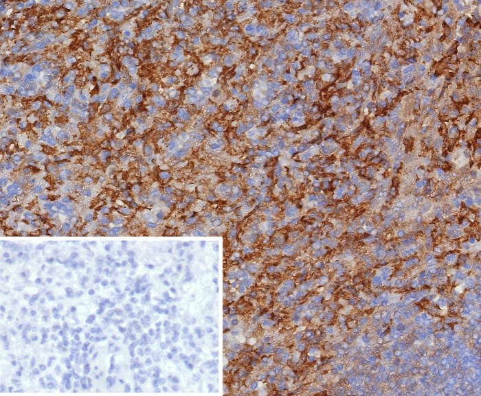 CD163 Antibody (M130/8361R) - Azide and BSA Free