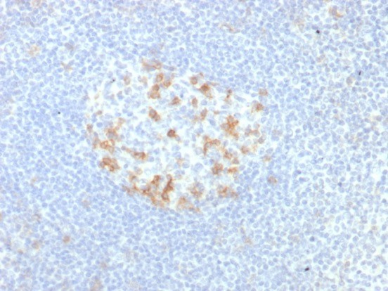 PD-1 Antibody (PDCD1/7276R) - Azide and BSA Free