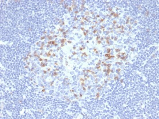 PD-1 Antibody (PDCD1/4231R) - Azide and BSA Free PD-1 Antibody (PDCD1/4231R) - Azide and BSA Free