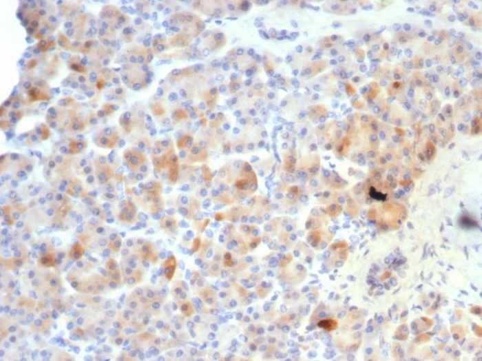 Somatostatin Antibody (SST/7200R) - Azide and BSA Free