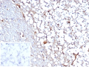 STAT6 Antibody (STAT6/7163R) - Azide and BSA Free