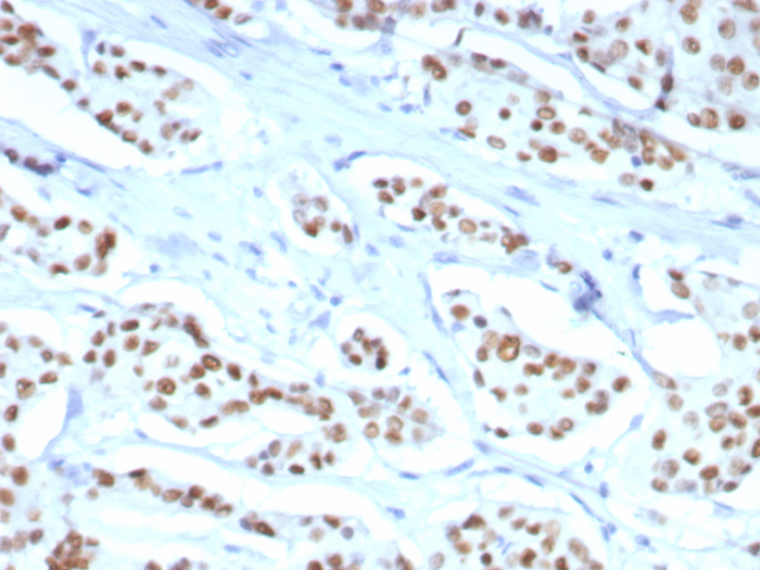 ER alpha/NR3A1 Antibody (ESR1/8407R) - Azide and BSA Free