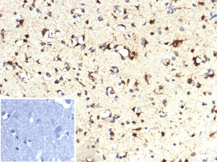 Isocitrate Dehydrogenase 1/IDH1 Antibody (IDH1.R132H/7277R) - Azide and BSA Free