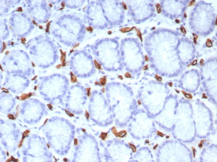CD34 Antibody (rHPCA1/8573) - BSA Free