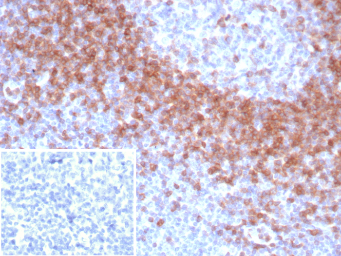 IgD Antibody (IGHD/8367R) - Azide and BSA Free