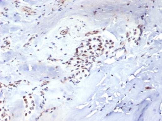 Brachyury Antibody (TBXT/7711R) - Azide and BSA Free