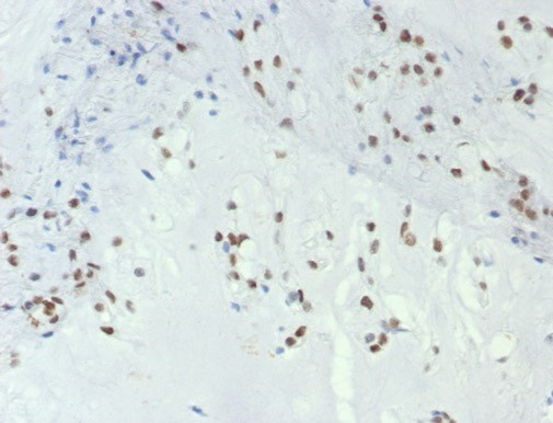 Brachyury Antibody (TBXT/7853R) - Azide and BSA Free