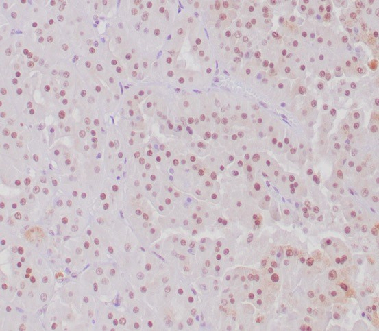 Transcription factor E3 Antibody (TFE3/6849R) - Azide and BSA Free