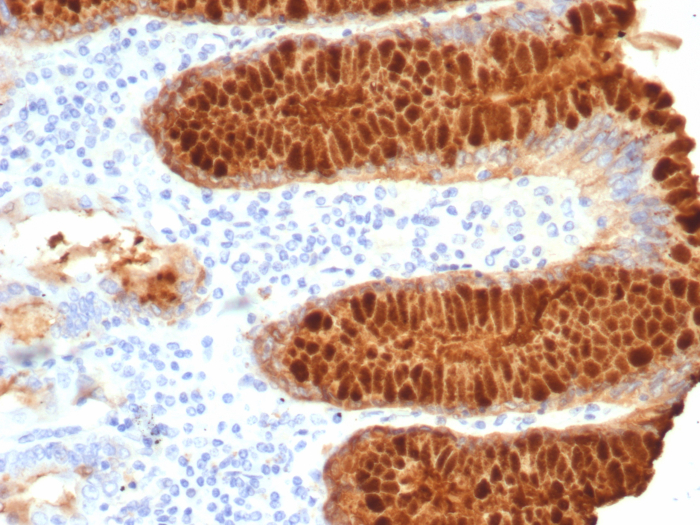 TFF1/pS2 Antibody (TFF1/7768) - Azide and BSA Free