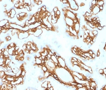 Fibrillin 1 Antibody (FBN1/2191) - Azide and BSA Free