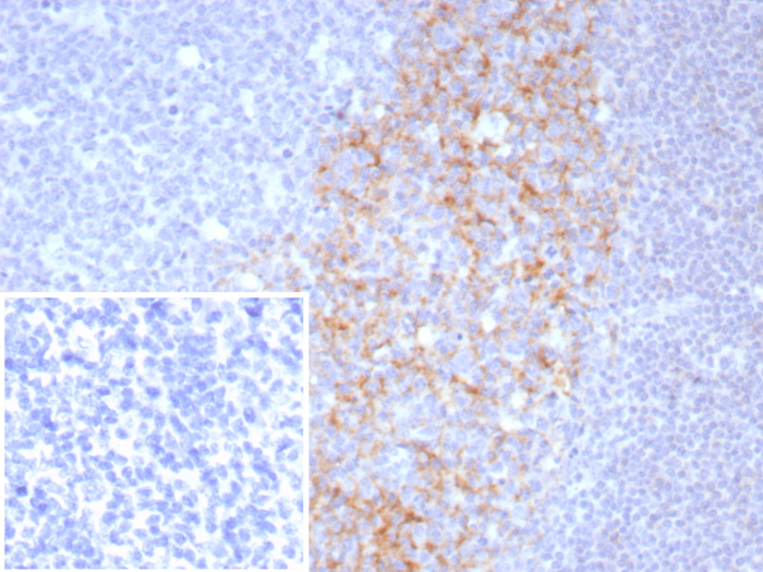 CD23/Fc epsilon RII Antibody (FCER2/8511R) - Azide and BSA Free