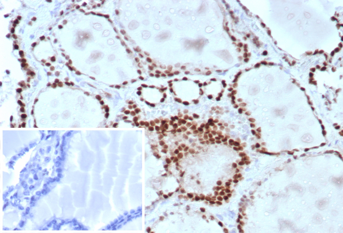 TTF-1 / NKX2-1 Antibody (TTF1/8430) - Azide and BSA Free
