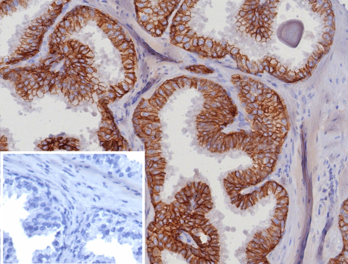EpCAM/TROP1 Antibody (EGP40/8191R) - Azide and BSA Free