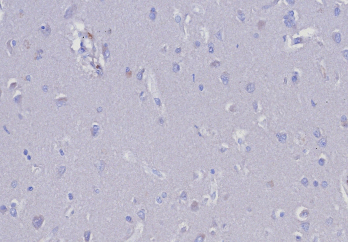 EpCAM/TROP1 Antibody (EGP40/8191R) - Azide and BSA Free