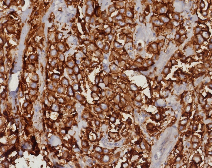 EpCAM/TROP1 Antibody (EGP40/8191R) - Azide and BSA Free