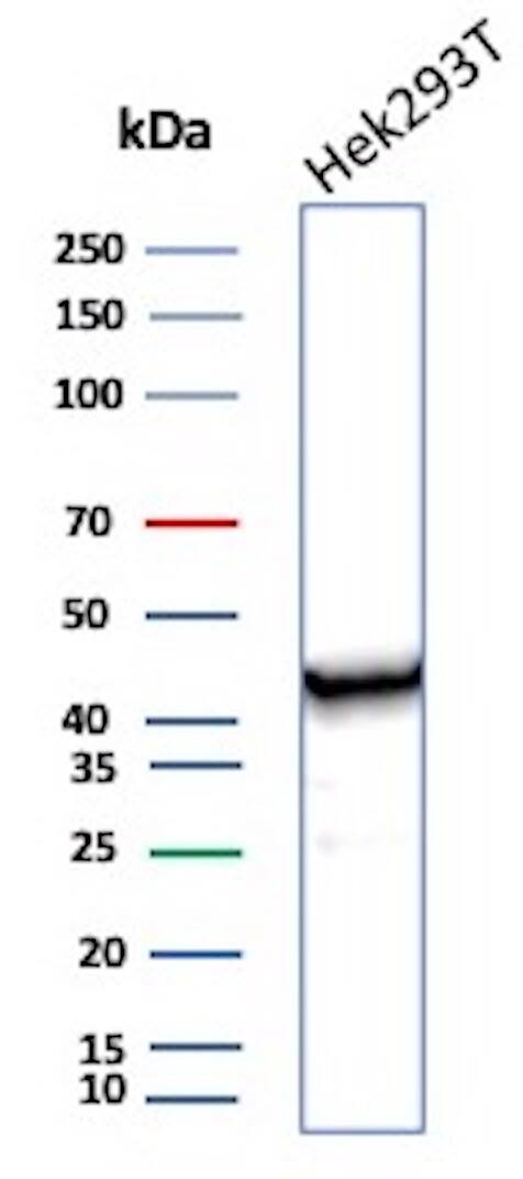 Creatine Kinase BB Antibody (CKBB/6565) - Azide and BSA Free Western Blot: Creatine Kinase BB Antibody (CKBB/6565) - Azide and BSA Free [NBP3-21074] -