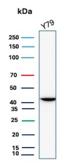 Creatine Kinase BB Antibody (CKBB/6565) - Azide and BSA Free Western Blot: Creatine Kinase BB Antibody (CKBB/6565) - Azide and BSA Free [NBP3-21074] -