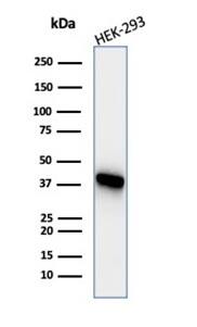 Creatine Kinase BB Antibody (CKBB/6565) - Azide and BSA Free Western Blot: Creatine Kinase BB Antibody (CKBB/6565) - Azide and BSA Free [NBP3-21074] -