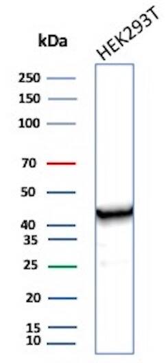 Creatine Kinase BB Antibody (CKBB/6565) - Azide and BSA Free Western Blot: Creatine Kinase BB Antibody (CKBB/6565) - Azide and BSA Free [NBP3-21074] -