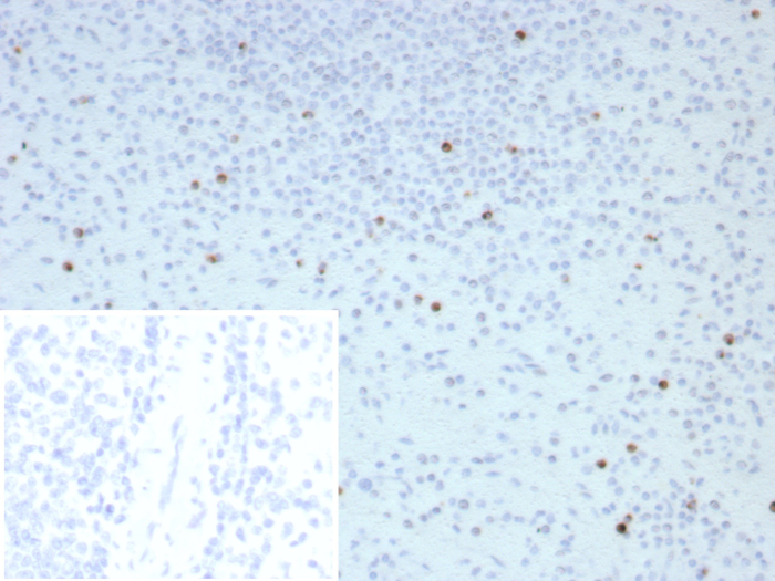 Perforin Antibody (PRF1/8662R) - Azide and BSA Free