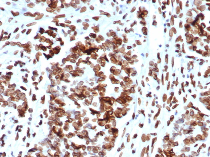 MDM2/HDM2 Antibody (MDM2/7942) - Azide and BSA Free
