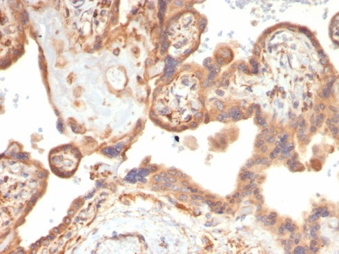 VEGF Antibody (VEGFA/7758R) - Azide and BSA Free