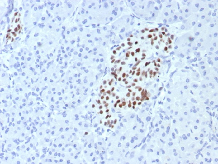 INSM1 Antibody (INSM1/7992R) - Azide and BSA Free