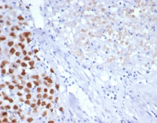 SALL4 Antibody (SALL4/7301R) - Azide and BSA Free