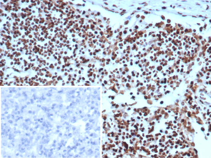 Ku80/XRCC5 Antibody (XRCC5/7314) - Azide and BSA Free