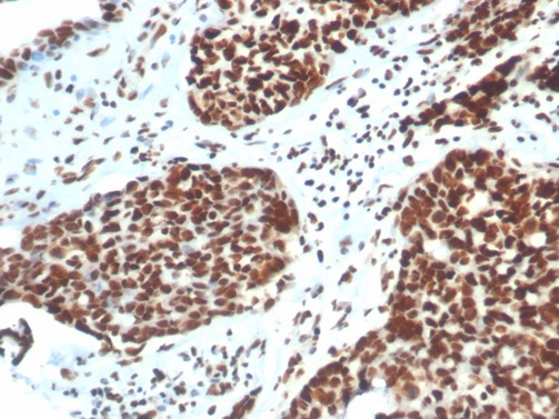 Ku80/XRCC5 Antibody (XRCC5/7316) - Azide and BSA Free