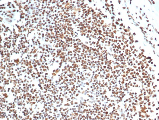 Ku80/XRCC5 Antibody (XRCC5/7316) - Azide and BSA Free