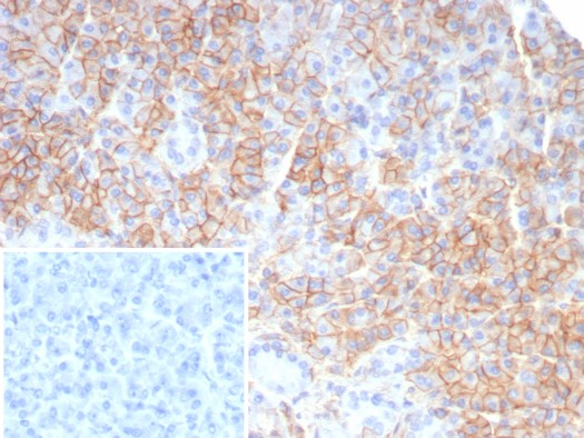 CD99 Antibody (rMIC2/6939) - Azide and BSA Free