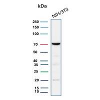 COX-2 Antibody (rCOX2/6996) - Azide and BSA Free Western Blot: COX-2 Antibody (rCOX2/6996) - Azide and BSA Free [NBP3-21138] -