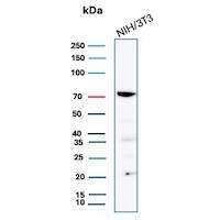 COX-2 Antibody (COX2/7803R) - Azide and BSA Free Western Blot: COX-2 Antibody (COX2/7803R) - Azide and BSA Free [NBP3-21139] -