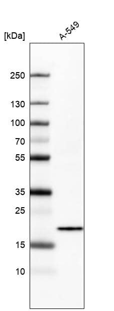 Western Blot: Bax Antibody [NBP3-21162] -