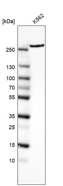 Western Blot: TOR/mTOR Antibody [NBP3-21165] -