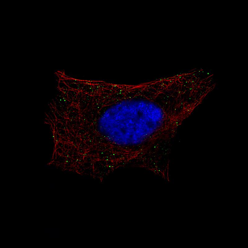 Immunocytochemistry/Immunofluorescence: beta-1,3-Glucuronyltransferase 1/B3GAT1 Antibody [NBP3-21170] -